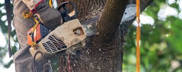 Best Tree Maintenance Programs  in Paramount, CA