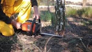 Best Storm Damage Tree Cleanup  in Paramount, CA