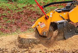 Best Commercial Tree Services  in Paramount, CA