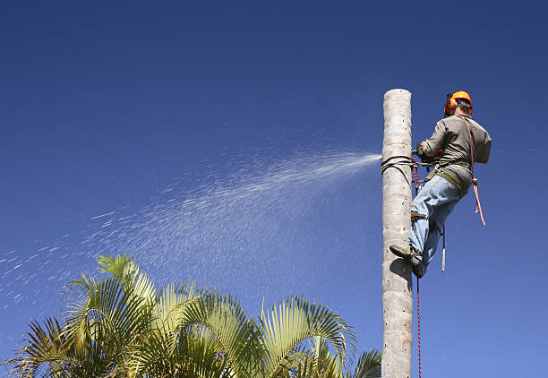 Best Tree Mulching  in Paramount, CA