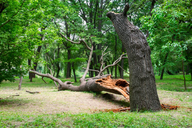 Best Tree and Shrub Care  in Paramount, CA