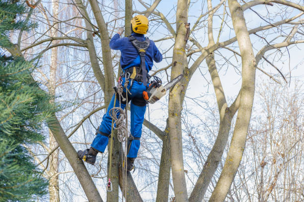 Best Tree Preservation Services  in Paramount, CA