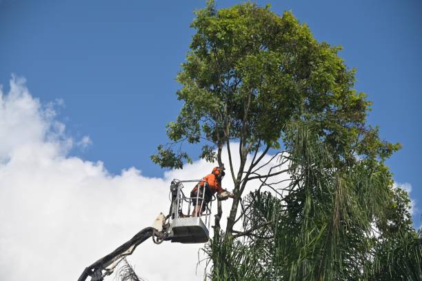 Best Landscape Design and Installation  in Paramount, CA