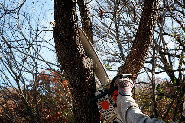 How Our Tree Care Process Works  in  Paramount, CA