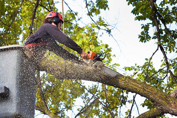 Best Leaf Removal  in Paramount, CA