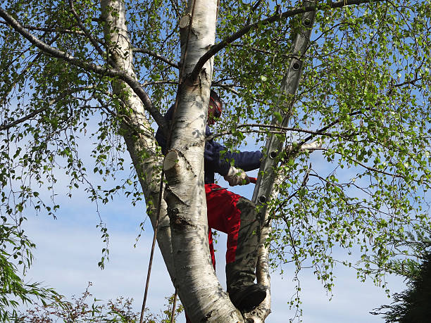 Best Hazardous Tree Removal  in Paramount, CA