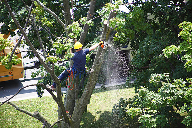 Lawn Irrigation Installation and Maintenance in Paramount, CA