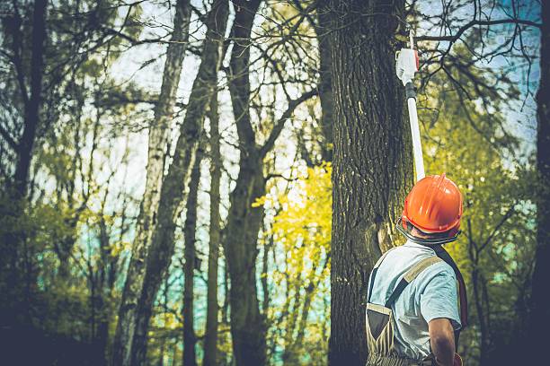 Best Fruit Tree Pruning  in Paramount, CA