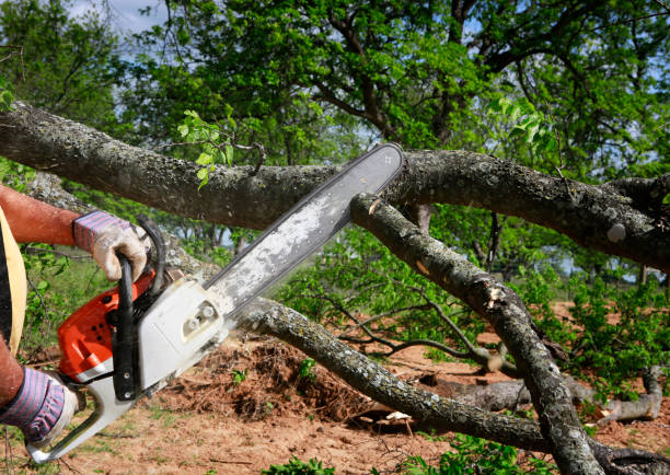 Professional Tree Care in Paramount, CA