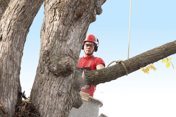Best Emergency Tree Removal  in Paramount, CA